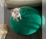 Small #2 Jack Russell Terrier Mix