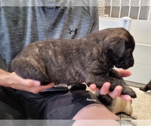 Medium Dutch Shepherd Dog