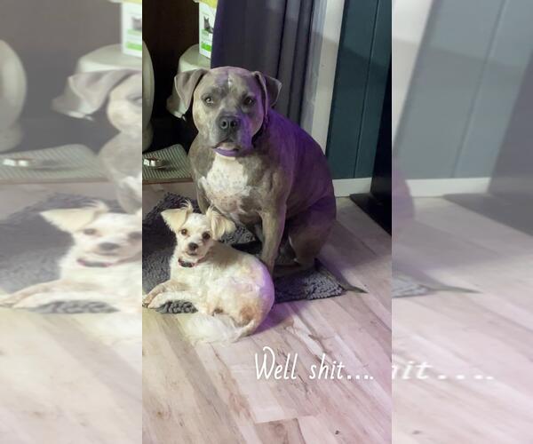 Medium Photo #3 Shih Tzu-Unknown Mix Puppy For Sale in Portland, IN, USA