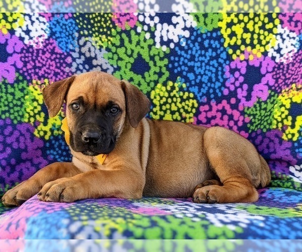 Medium Photo #2 Boerboel Puppy For Sale in OXFORD, PA, USA