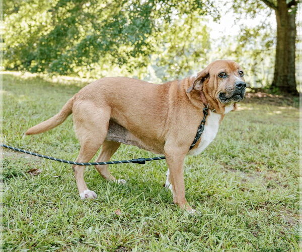 Medium Photo #4 Basset Hound-Redbone Coonhound Mix Puppy For Sale in Attalka, AL, USA