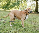 Small #3 Basset Hound-Redbone Coonhound Mix