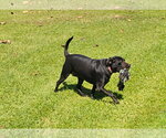 Small Photo #3 Labrador Retriever-Unknown Mix Puppy For Sale in Oakhurst, NJ, USA
