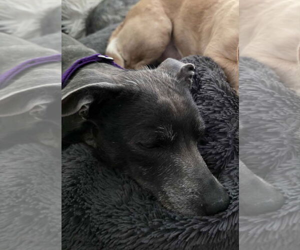 Medium Photo #2 Chiweenie Puppy For Sale in Princeton, MN, USA