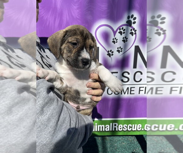 Medium Photo #3 Boxer-Unknown Mix Puppy For Sale in Mooresville, NC, USA