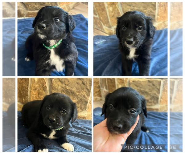 Medium Photo #1 Border Collie-Golden Retriever Mix Puppy For Sale in BILLINGS, MT, USA