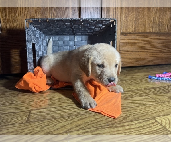 Medium Photo #3 Labrador Retriever Puppy For Sale in CADWELL, IL, USA