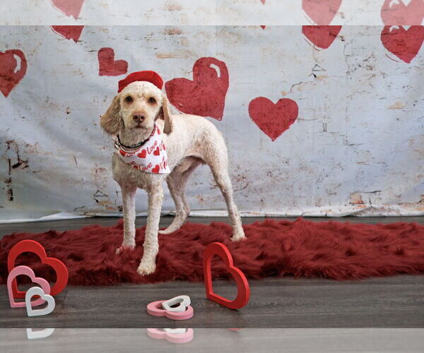 Medium Photo #1 Mutt Puppy For Sale in Morganville, NJ, USA