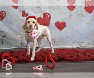 Mutt Dogs for adoption in Morganville, NJ, USA