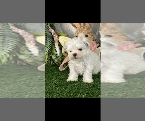 Medium Photo #2 Maltese Puppy For Sale in NILES, MI, USA