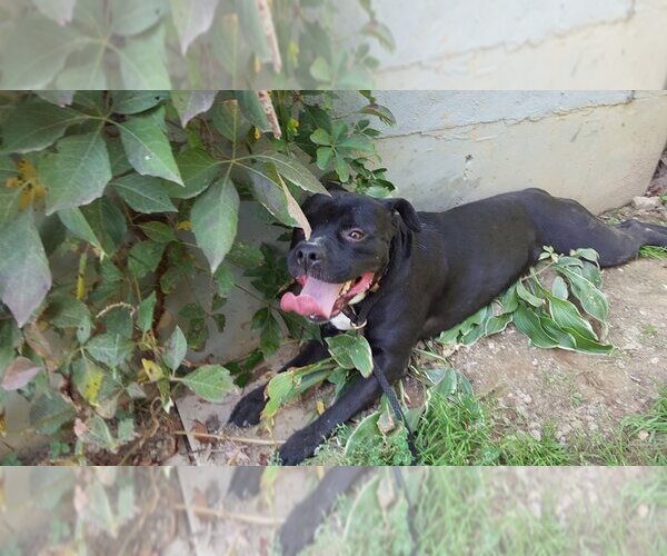 Medium Photo #24 Bulloxer Puppy For Sale in Lewistown, PA, USA