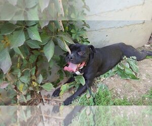 Deitz - Male Bulloxer Dog for Adoption - Photo #24