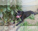 Small Photo #24 Bulloxer Puppy For Sale in Lewistown, PA, USA