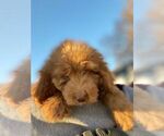 Small Photo #5 Goldendoodle Puppy For Sale in DETROIT, MI, USA