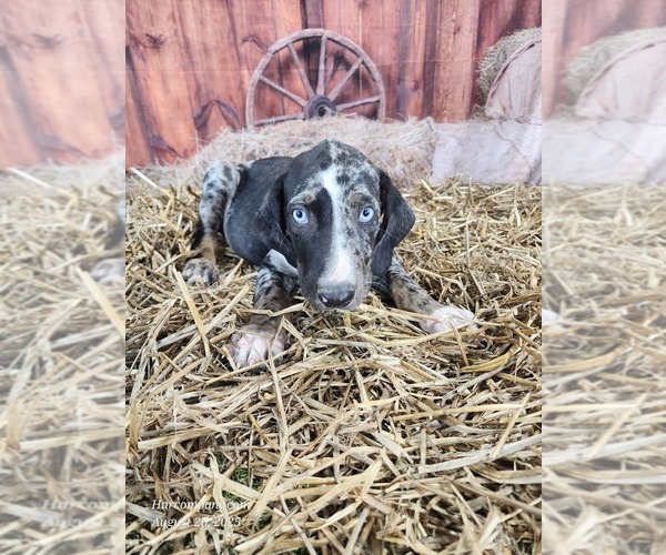Medium Photo #1 Catahoula Leopard Dog Puppy For Sale in CUMBY, TX, USA