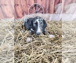 Small Photo #1 Catahoula Leopard Dog Puppy For Sale in CUMBY, TX, USA