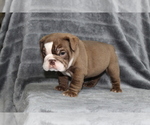 Small #8 Bulldog