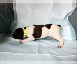 Small Photo #10 German Shorthaired Pointer Puppy For Sale in BLUE SPRINGS, MS, USA
