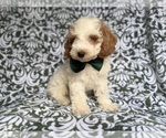 Small #4 Cockapoo (Miniature)