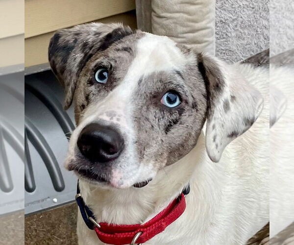 Medium Photo #5 Catahoula Leopard Dog-Unknown Mix Puppy For Sale in Canton, CT, USA