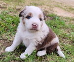 Small #1 Australian Shepherd