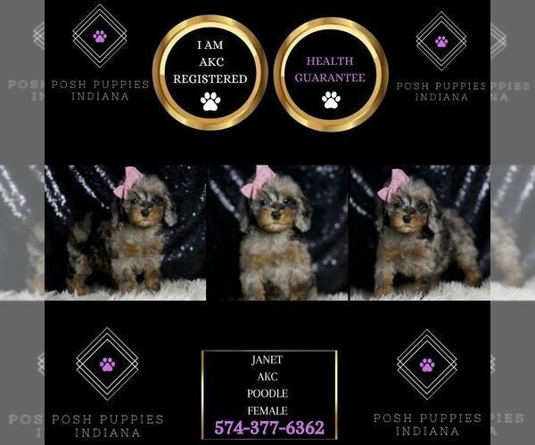 Medium Photo #77 Poodle (Miniature) Puppy For Sale in WARSAW, IN, USA