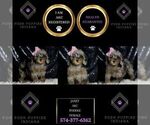 Small Photo #77 Poodle (Miniature) Puppy For Sale in WARSAW, IN, USA