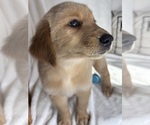 Gunner - Male Golden Retriever Puppy for Sale - Photo #5