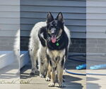 Small German Shepherd Dog