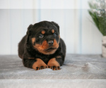 Puppy Mister Rottweiler
