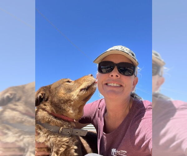 Medium Photo #5 Akita-Siberian Husky Mix Puppy For Sale in phoenix, AZ, USA