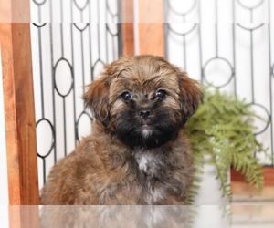 Shih-Poo Puppy for sale in NAPLES, FL, USA
