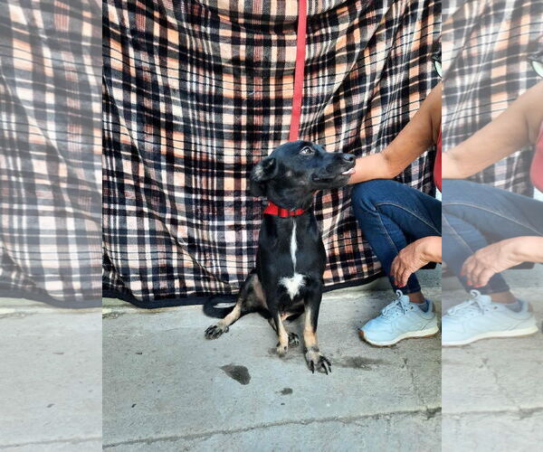 Medium Photo #6 Labrador Retriever-Unknown Mix Puppy For Sale in Escondido, CA, USA