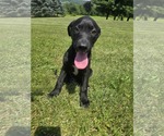 Small #4 Labrador Retriever Mix