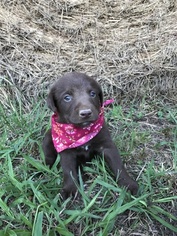 Labrador Retriever Puppy for sale in SARAH, MS, USA