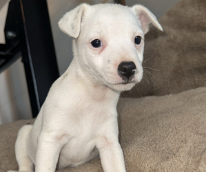 Jack Russell Terrier Puppy for sale in NEW BALTIMORE, MI, USA
