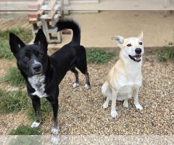 Medium Photo #3 Siberian Husky-Unknown Mix Puppy For Sale in Bardstown, KY, USA