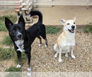 Axel - Male Siberian Husky-Unknown Mix Dog for Adoption - Photo #3