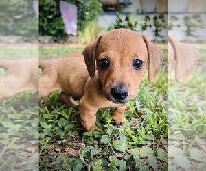 Dachshund Puppy for sale in BARTOW, FL, USA