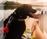 Small #1 Labrador Retriever Mix