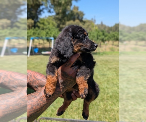 Medium Photo #15 Bernedoodle (Miniature) Puppy For Sale in SACRAMENTO, CA, USA