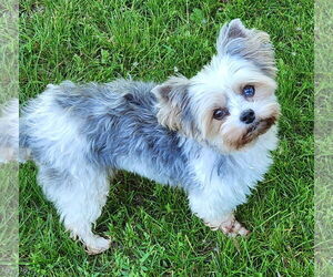 Mutt Dogs for adoption in St. Louis Park, MN, USA