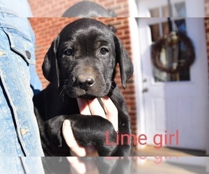 Labrador Retriever Puppy for sale in LYNCHBURG, VA, USA