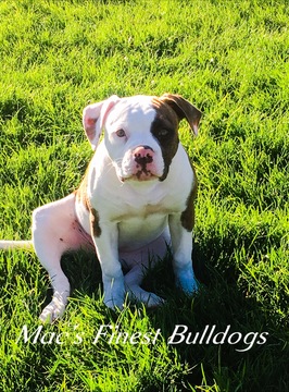 Medium Photo #1 American Bulldog Puppy For Sale in VERNAL, UT, USA