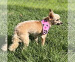Small #3 Mutt