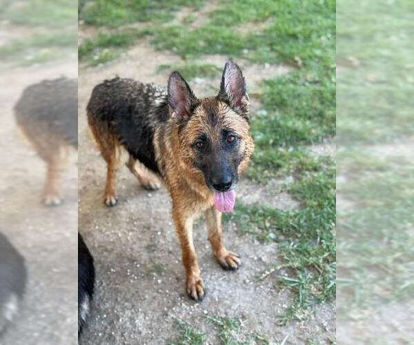 Medium Photo #2 German Shepherd Dog Puppy For Sale in Riverside, CA, USA