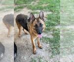 Small #1 German Shepherd Dog