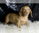 Small #3 Dachshund