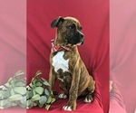 Small Photo #3 Boxer Puppy For Sale in QUARRYVILLE, PA, USA