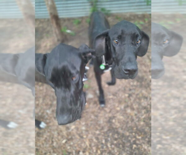 Medium Photo #3 Great Dane Puppy For Sale in Bullard, TX, USA